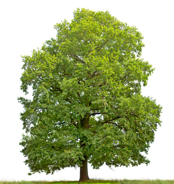 Large English Oak (Quercus robur) isolated on white. stock photo