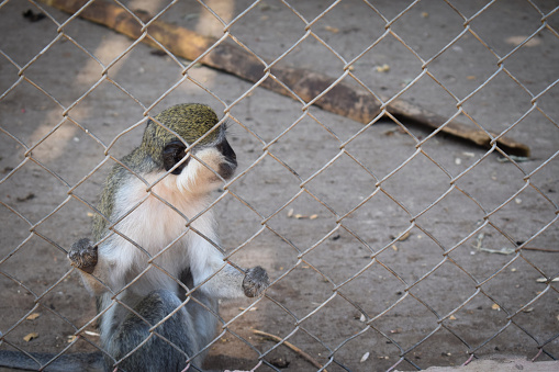 a lonely kra or Macaca fascicularis monkey in a metal cage