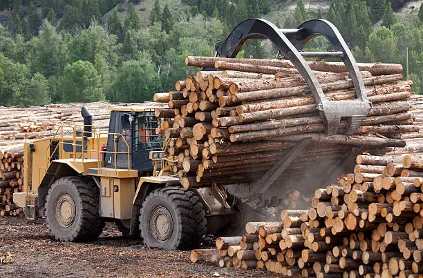 Logs at a sawmill. Lumber industry. Front-end loader hauling trees. Foresty. Industrial equipment.