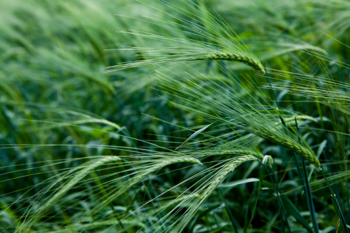 Green Wheat Field Close-up.