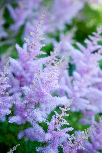 Purple astilbe close-up. High angle view.