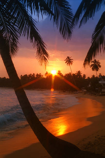 istock beach with palm in sunset - Unawatuna / Sri Lanka 173233954