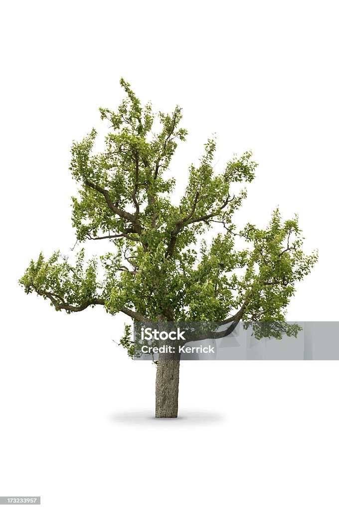 Baum im Frühling-kultivierten apple tree - Lizenzfrei Apfelbaum Stock-Foto