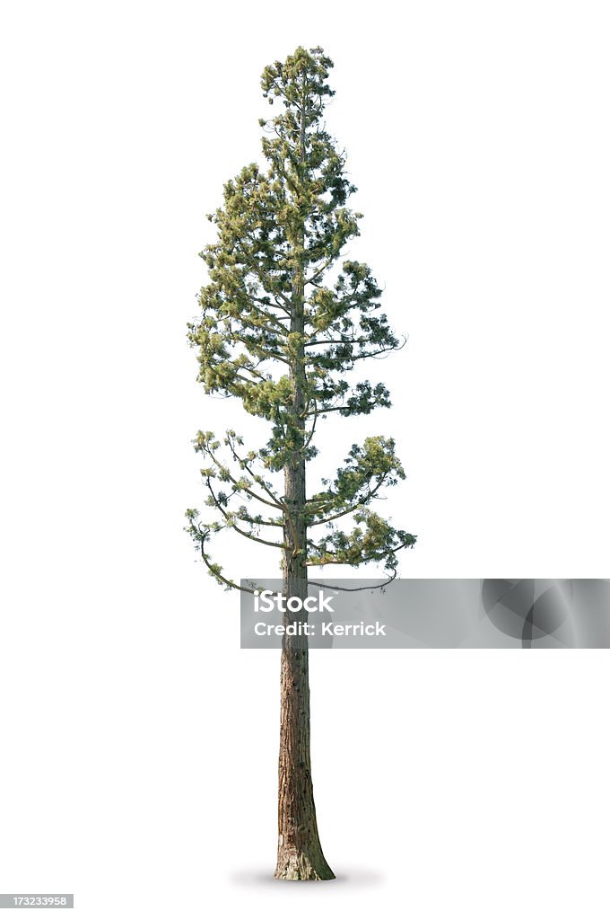 Baum im Frühjahr isoliert auf weiss Sequoia - Lizenzfrei Sequoiabaum Stock-Foto