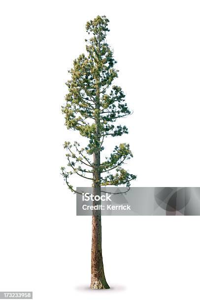 Baum Im Frühjahr Isoliert Auf Weiss Sequoia Stockfoto und mehr Bilder von Sequoiabaum - Sequoiabaum, Freisteller – Neutraler Hintergrund, Redwoodbaum