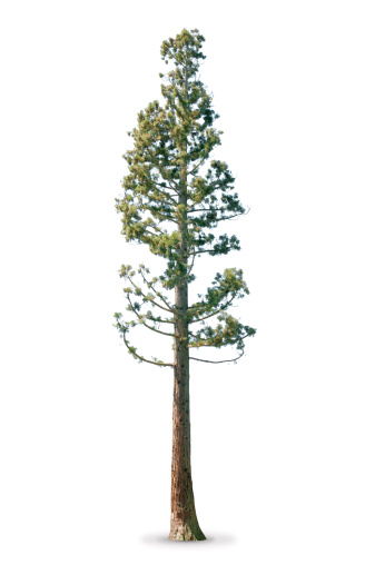 Tree in spring - isolated on white - Sequoia tree. More isolated trees: