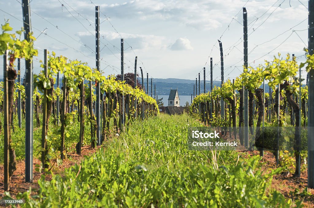 Vineyard am Lake Constance mit Kirche Meersburg Deutschland - Lizenzfrei Deutschland Stock-Foto