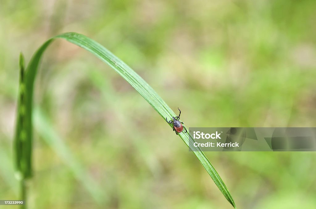 Erwachsener Häkchen (Ixodes scapularis) auf Gras-Natur Aufnahme - Lizenzfrei Abwarten Stock-Foto