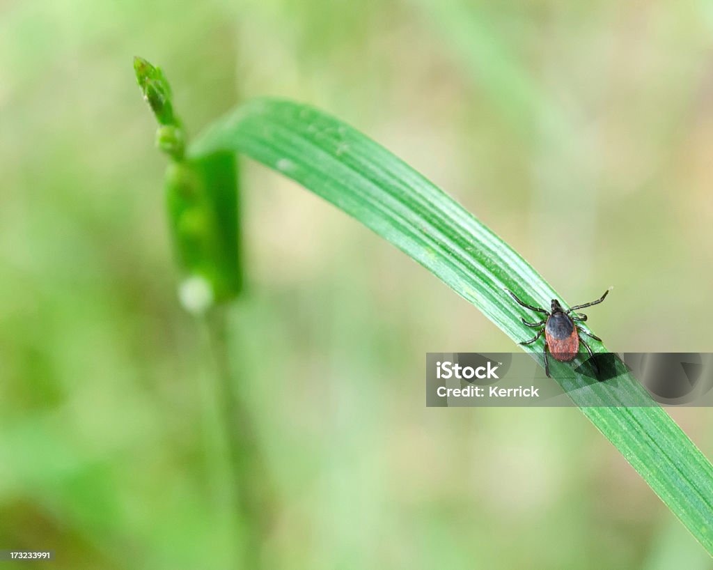 Erwachsener Häkchen (Ixodes scapularis) auf Gras-Natur Aufnahme - Lizenzfrei Zecke Stock-Foto