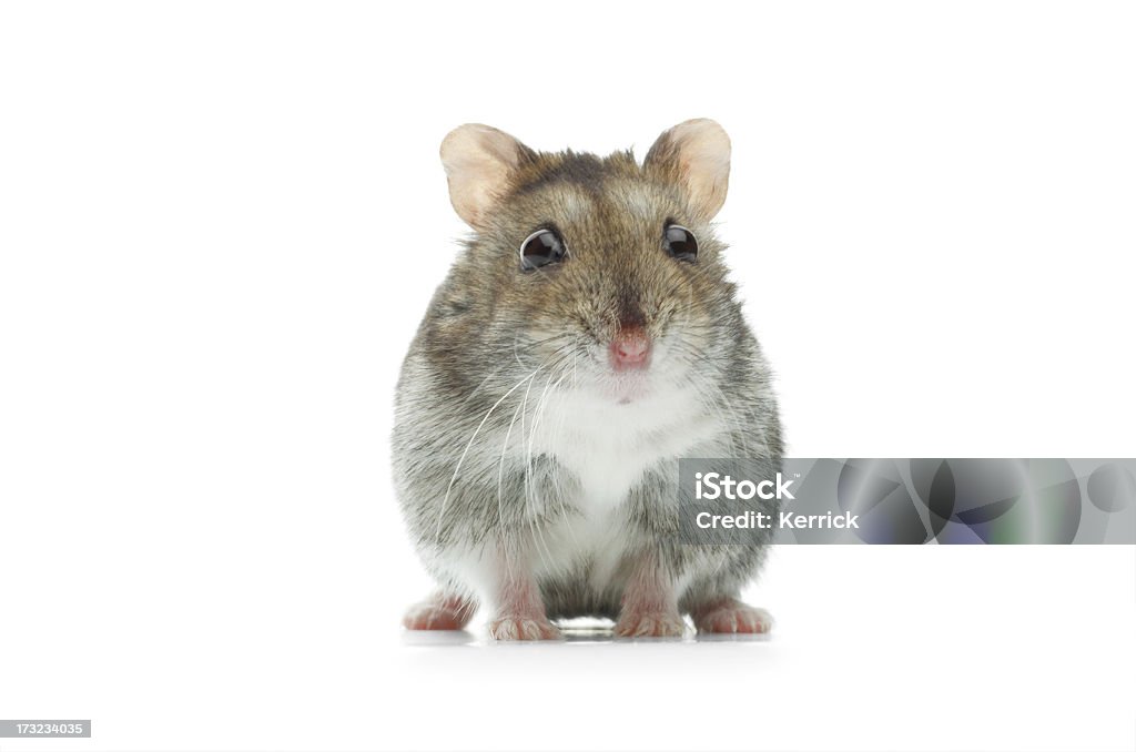 Verblüfft djungarian hamster - Lizenzfrei Hamster Stock-Foto
