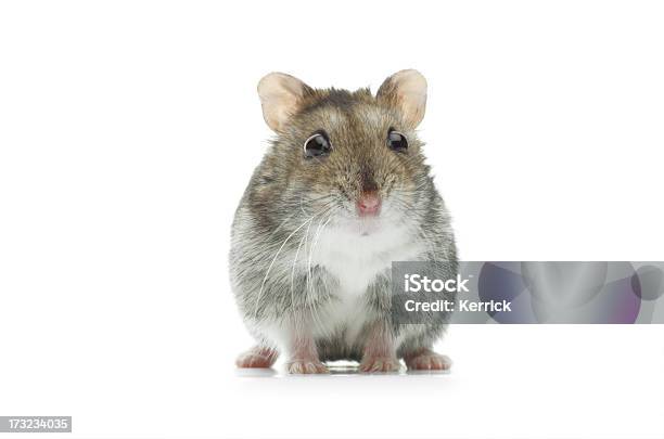 Verblüfft Djungarian Hamster Stockfoto und mehr Bilder von Hamster - Hamster, Computermaus, Tier