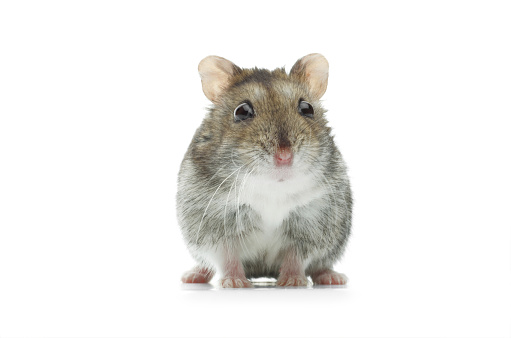 close up portrait of beautiful gray decorative domestic Fancy rat, Rattus norvegicus domestica on Windowsill, concept care and maintenance, optimal conditions for keeping pets