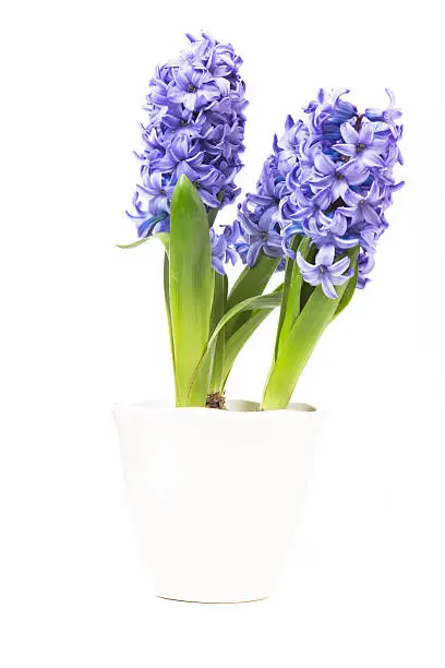 hyacinth on white