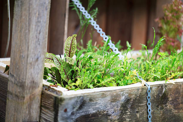 Various salad plants grown in wooden container, hanging above the ground -  successul protection against slugs