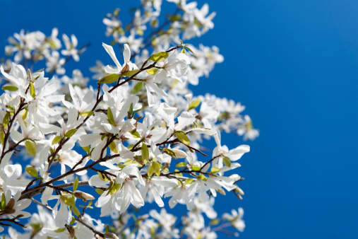 spring time.white magnolia on blue sky background.
