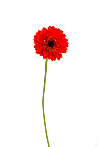 red daisy flower on white background.