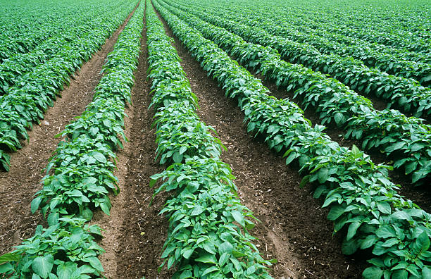 Arrangement of rows of potatoes growing in a field stock photo