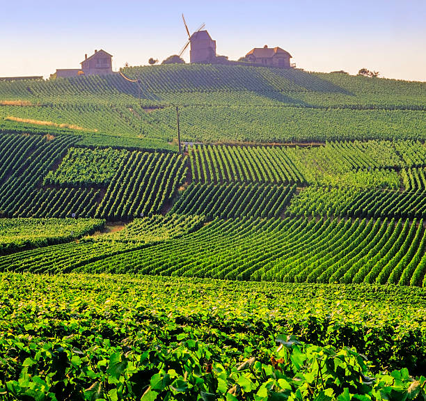 champagne - champagne ardenne photos et images de collection