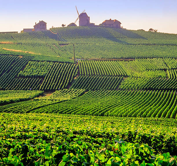 champagne A view over the  champagne vineyards of verzelay epernay champagne ardennes france campania photos stock pictures, royalty-free photos & images