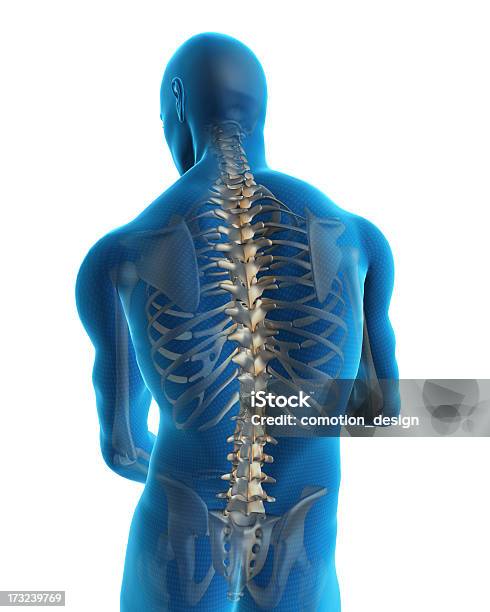 Human Back Stockfoto en meer beelden van Ruggengraat - Lichaamsdeel - Ruggengraat - Lichaamsdeel, Anatomie, Menselijk skelet