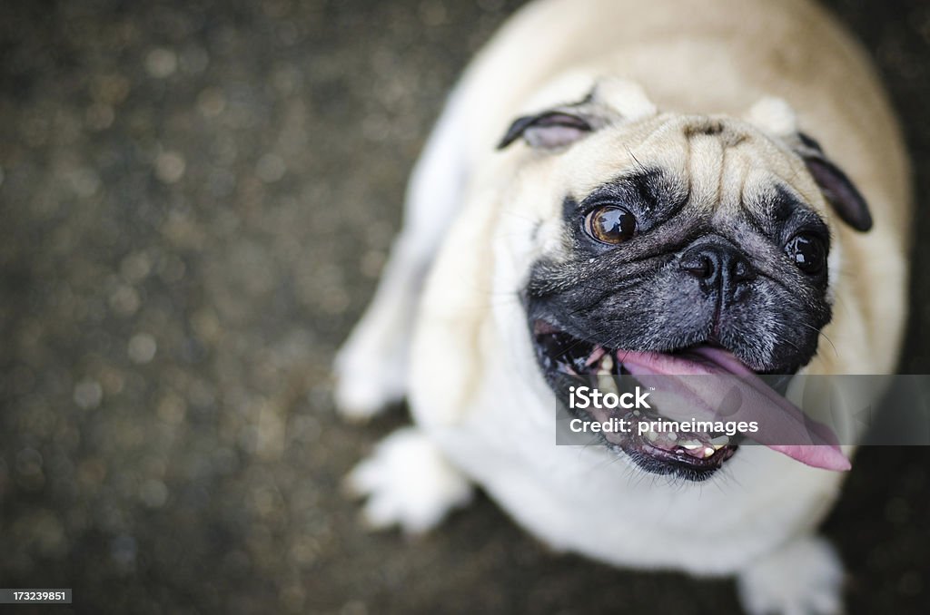 Süße Mops Hund mit lustigen Gesicht - Lizenzfrei Hund Stock-Foto