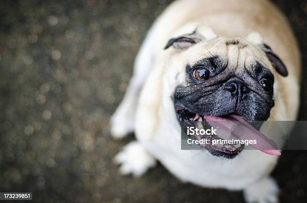 Süße Mops Hund Mit Lustigen Gesicht Stockfoto und mehr Bilder von Hund - Hund, Fett - Nährstoff, Dick