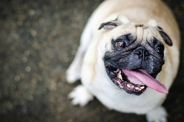 Cute pug dog with funny face Cute pug dog with funny face . fat ugly face stock pictures, royalty-free photos & images