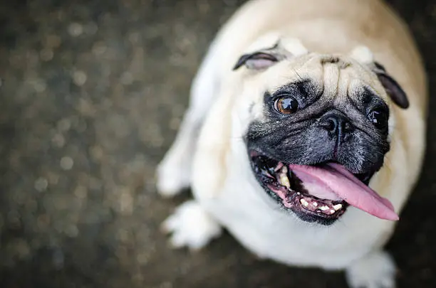 Photo of Cute pug dog with funny face