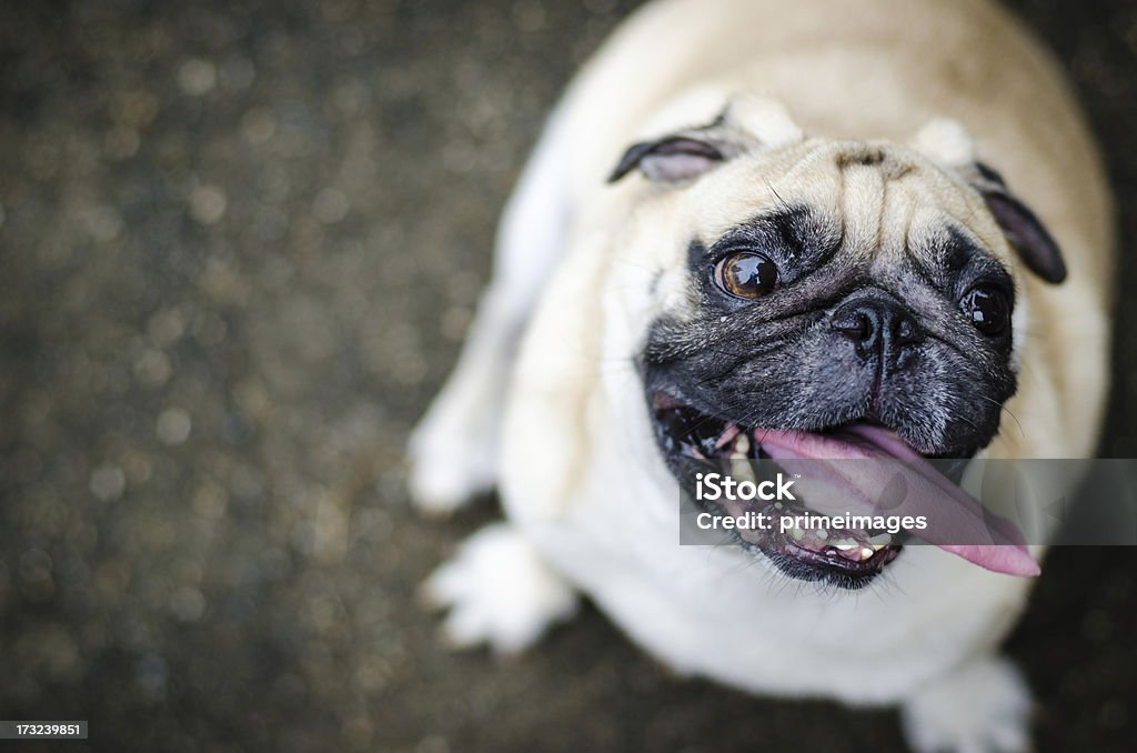 Fofo engraçado cão pug com rosto - Foto de stock de Cão royalty-free
