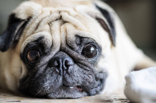 かわいいパグ、面白いの顔 - dog overweight pleading begging �ストックフォトと画像