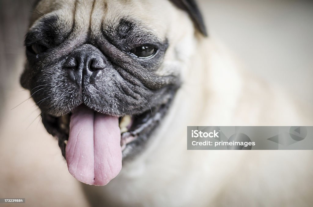 Симпатичные Мопс собака с Забавный лицо - Стоковые фото Бежевый роялти-фри