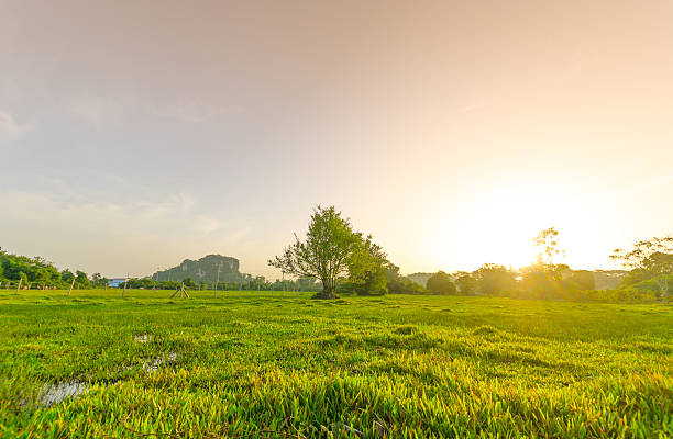 golden prato in estate - grass summer day sunset foto e immagini stock