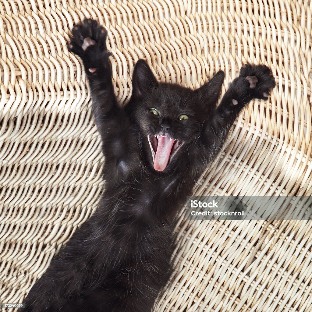 Surprise kitty, cute black cat screaming Surprised kitty, kitten lying down on a wicker chair stretching and yawning Domestic Cat Stock Photo