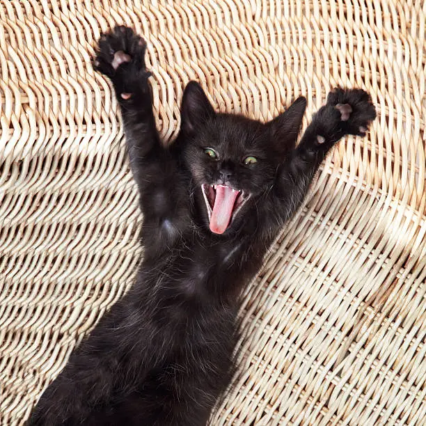 Surprised kitty, kitten lying down on a wicker chair stretching and yawning