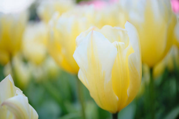 cute yellow tulips