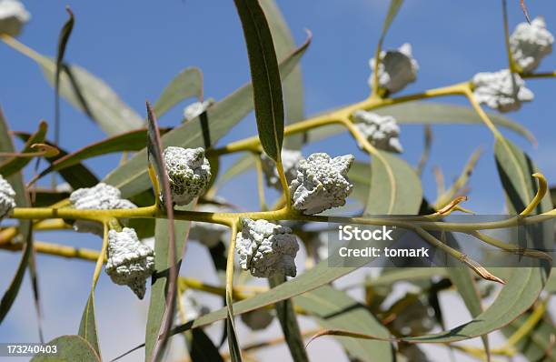 Eucalipto Foto de stock y más banco de imágenes de Osmorhiza brachypoda - Osmorhiza brachypoda, Árbol, Aceite para cocinar