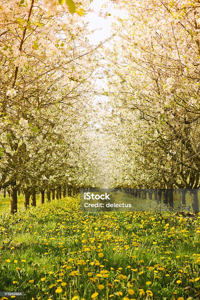 Apple orchard - Lizenzfrei Apfelbaum Stock-Foto