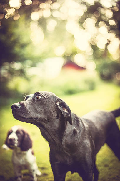 スプリンガースパニエル子犬とヤングラブラドール州 - young animal flash ストックフォトと画像