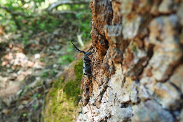 morimus funereus – gatunek chrząszcza z rodziny biegaczowatych i podgatunek chrząszcza z rodziny biegaczowatych i podgatunek morimus asper. piękny gruby szary chrząszcz z długimi wąsami na brązowej korze dębu. fruska gora, serbia, bałkany. - cerambycidae zdjęcia i obrazy z banku zdjęć