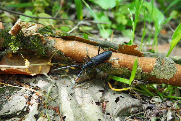 cerambyx cerdo, chrząszcz wielki koziorożec lub cerambyx longicorn, cerambycidae. ma wydłużone, solidne ciało i długie anteny. kobieta. duży czarny chrząszcz z długimi wąsami. fruska gora, serbia. - cerambycidae zdjęcia i obrazy z banku zdjęć