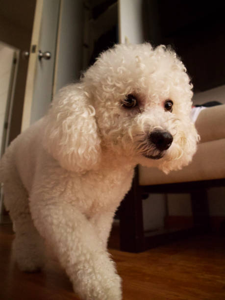 istock Dog looking at his toy and walking 1732412616