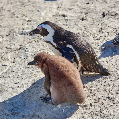 Photo of Black-footed penguins at Boulders Beach,  South Africa