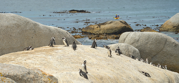 The Magellanic penguins with the Lighthouse of Magdalena Island background, Chile