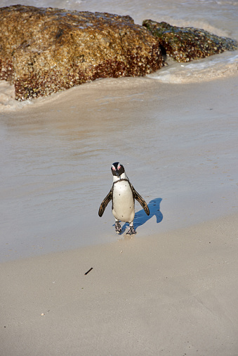 Photo of Black-footed penguin at Boulders Beach,  South Africa, t