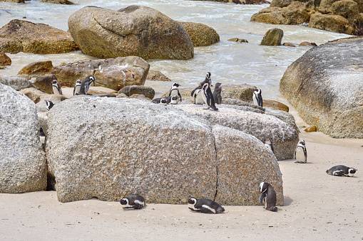 Penguins relaxing on and around rocks