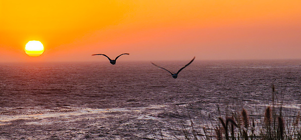 A vibrant orange glow lights up the sky, cutting through the sea mist as the sun approaches the horizon of the Pacific Ocean. Two seagulls in silhouette fly across the scene. The view is from the Pacifc Coast Highway near Point Mugu and Malibu, California.