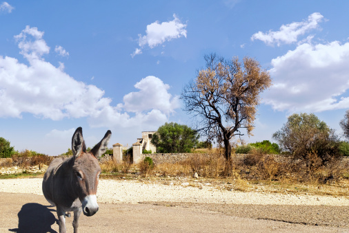 Mini donkey in rural Texas farm field with copy space on background