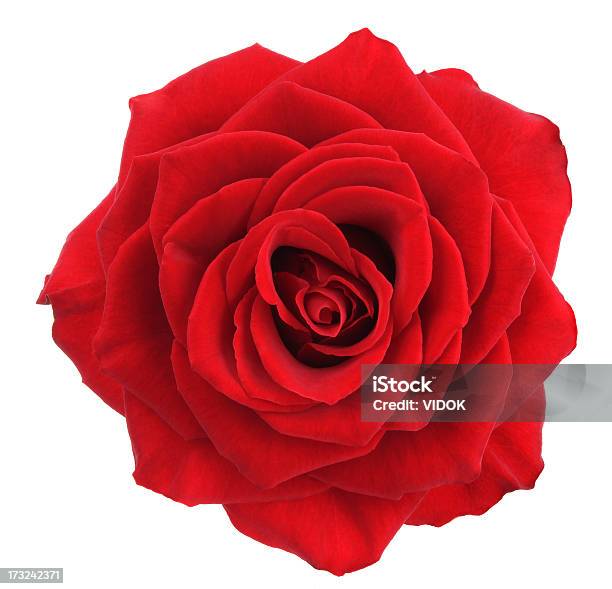 로즈 장미에 대한 스톡 사진 및 기타 이미지 - 장미, 빨강, 꽃-식물