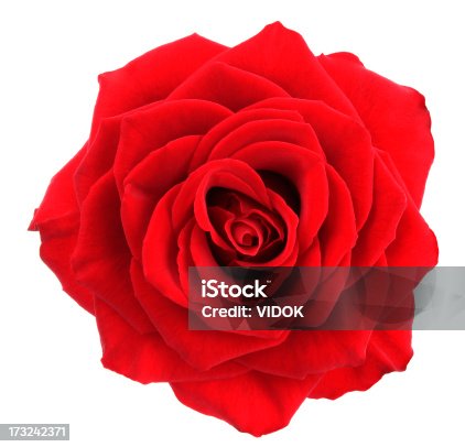 istock Rose. 173242371