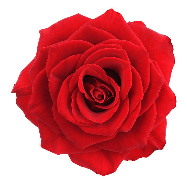 Rose. Red flower on a white background. rose flower stock pictures, royalty-free photos & images